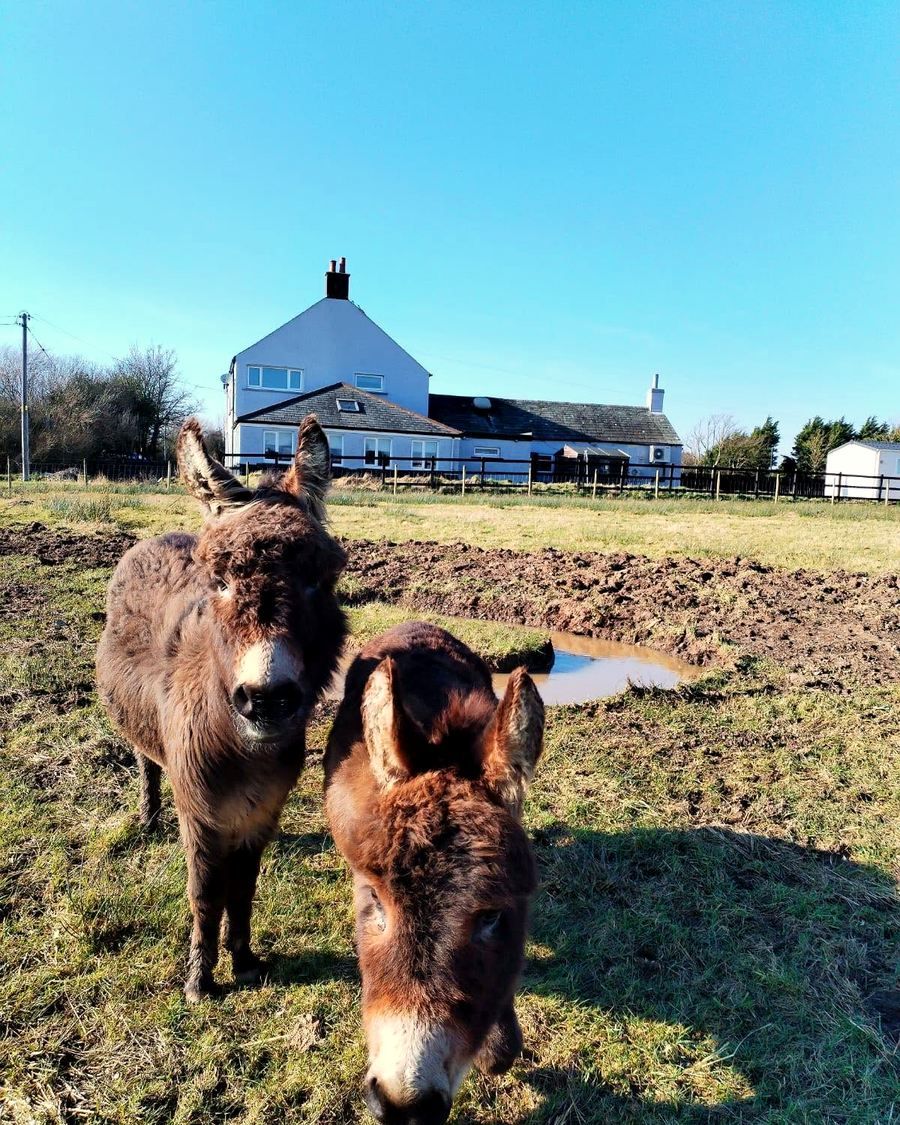 The two resident donkeys in the paddock, with Oily's behind them