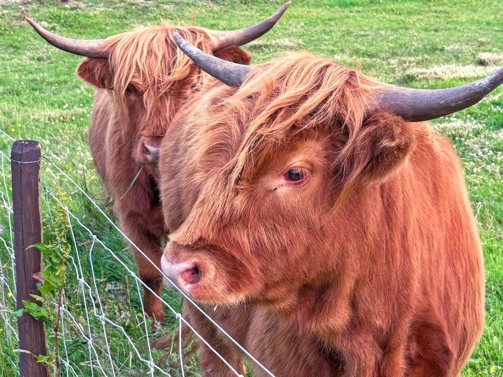 Two Highland cows at the fence of their paddock at Lillyhall Lodge Retreat