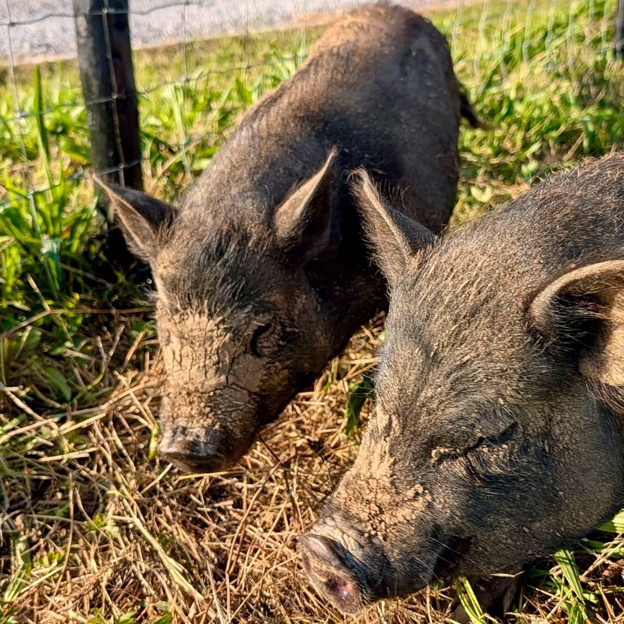 Two pigs rooting in the grass of the paddock at Lillyhall Lodge Retreat